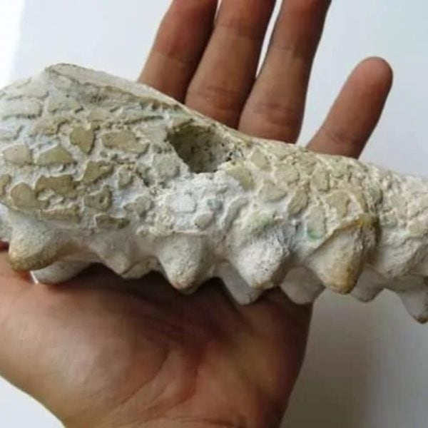 Fossilized Crocodile Head - Type A2 - Image 6