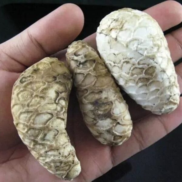 White King Cobra Pearl - Type A4 in hand