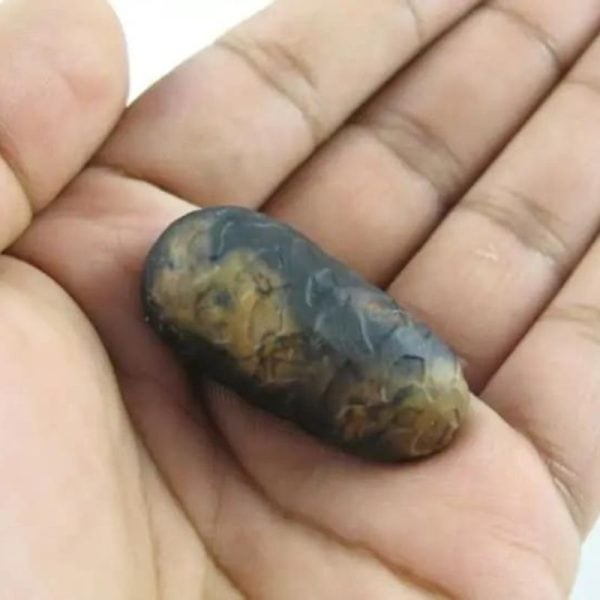 Python Snake Pearl – Type F1 in hand