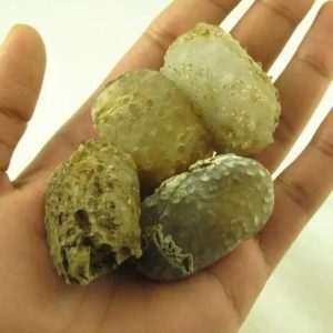 Turtle Pearls - Type G1 (Golden)