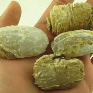 Turtle Pearls - Type G2 (Golden)