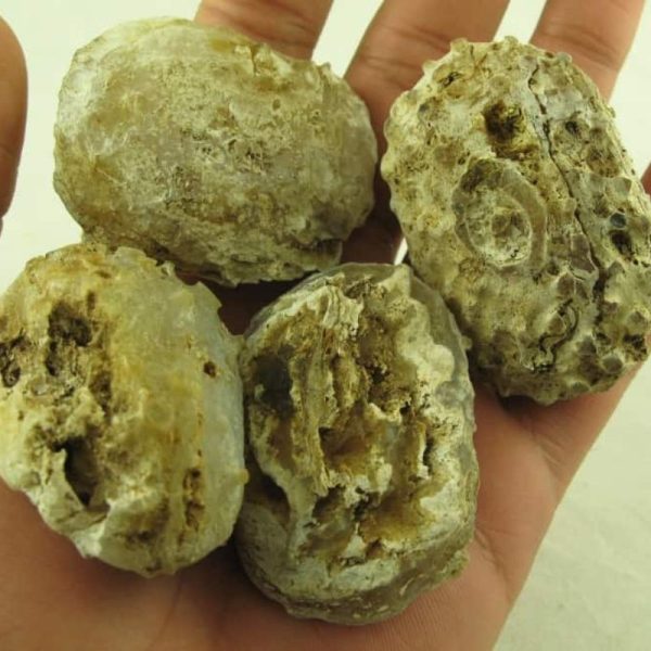 Turtle Pearls - Type G3 (Golden)