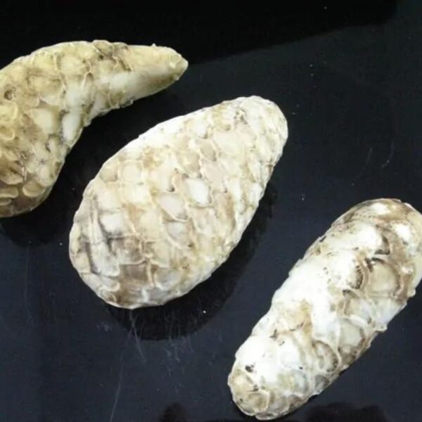 Amazing White King Cobra Pearl - Type A4