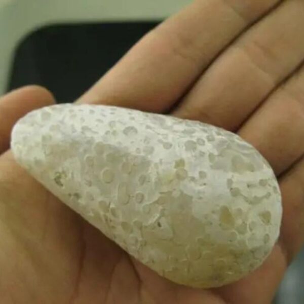 Rattle Snake Pearl