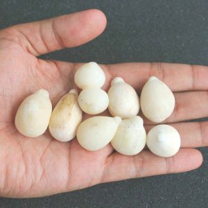 White Coconut Pearl - Type C (Large)
