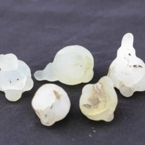 Fossilized Wijoyo Kusumo Flower - Type A