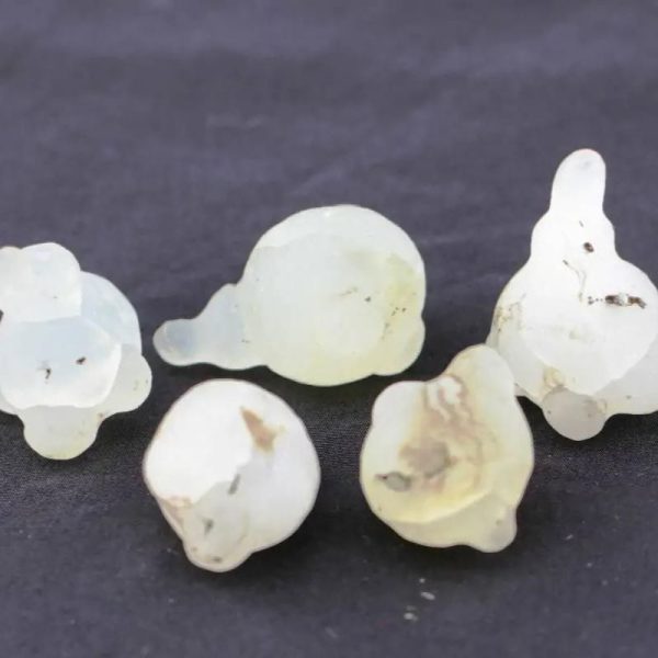 Fossilized Wijoyo Kusumo Flower - Type A