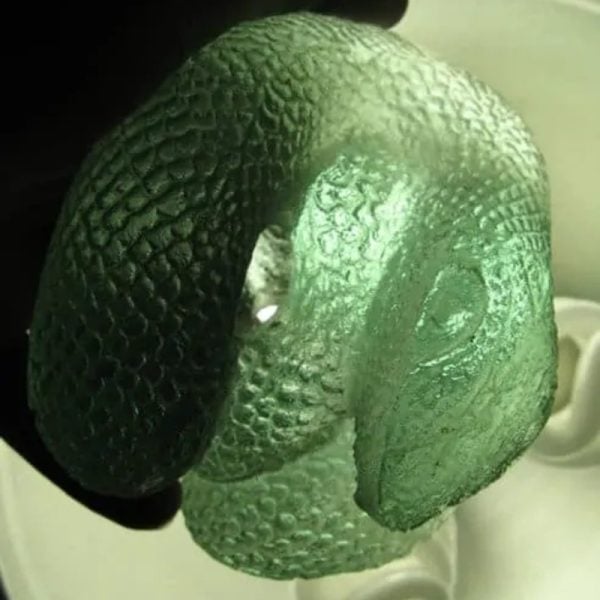 Snake Fossil - SF 69 (Crystal)