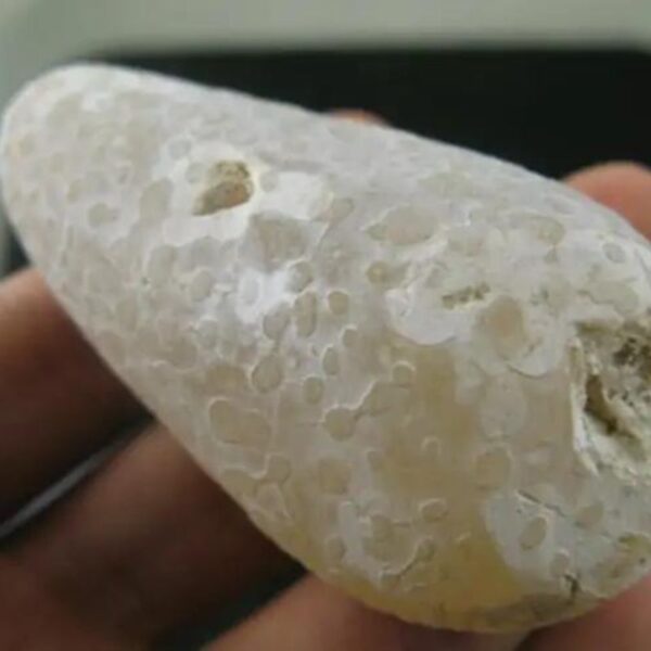 Rattle Snake Pearl closely