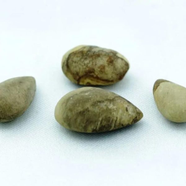 Pomegranate Seed Pearls - Type A