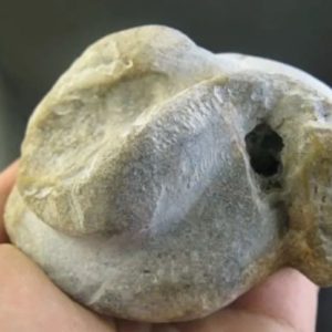 Volcanic Snake Fossil - Type A1