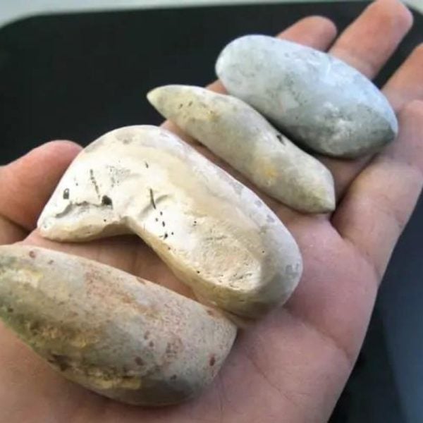 Menang Wood Fossil - Type A1