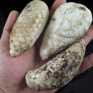 White King Cobra Pearl – Type A5 in hand