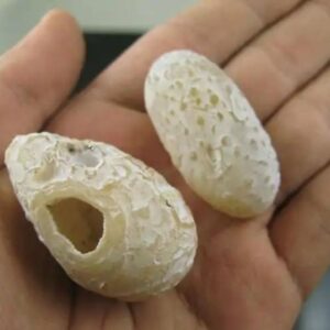 Rattle Snake Pearl in hand