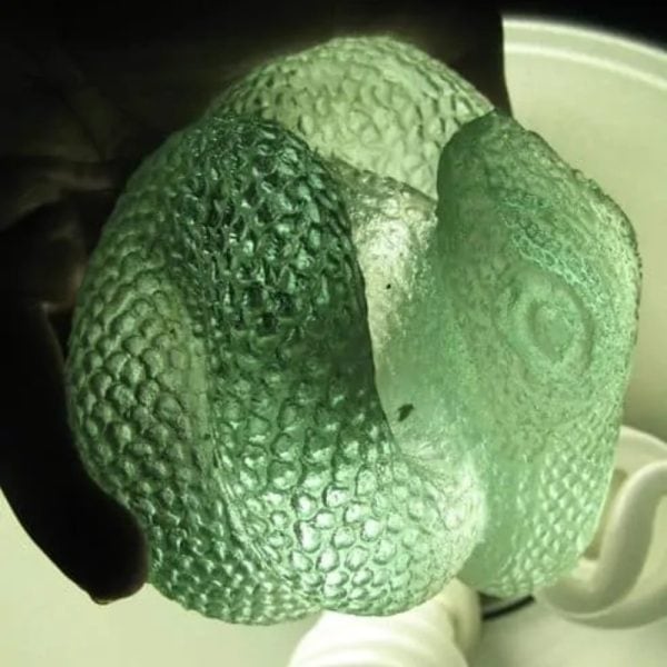 Snake Fossil - SF 69 (Crystal)