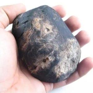 Menang Wood Fossil - Type A2