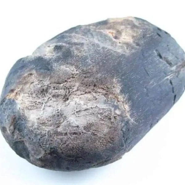 Menang Wood Fossil - Type A2 - Image 4