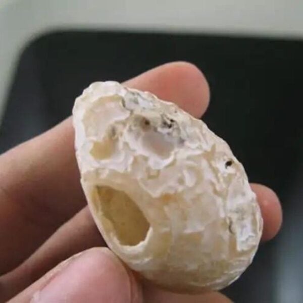 Rattle Snake Pearl up close