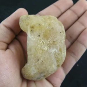 Sea Snake Heart Fossil - Type A1