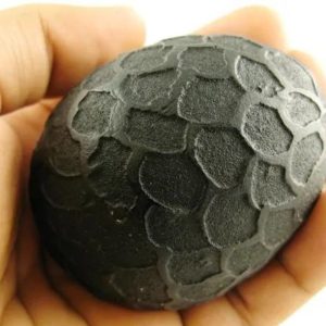 Sanca Madu Snake - Type C4 (Oval Medium)