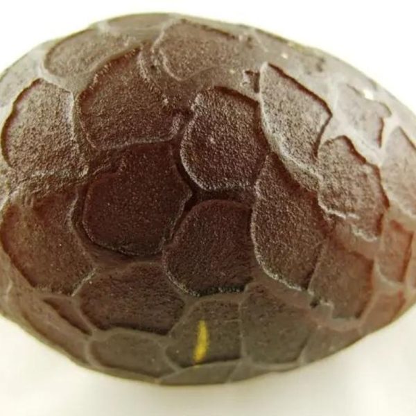 Sanca Madu Snake - Type C6 (Oval Large) - Image 4