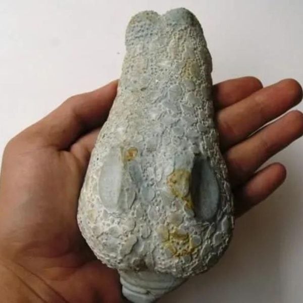 Fossilized Crocodile Head - Type A1 - Image 7