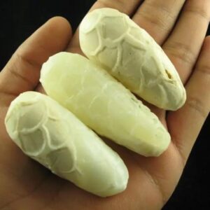 White Cobra Pearls Type C1 in hand
