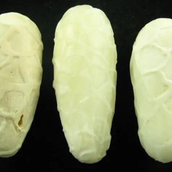 Beautiful White Cobra Pearls Type C1