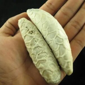 White Cobra Pearls Type C2 in hand
