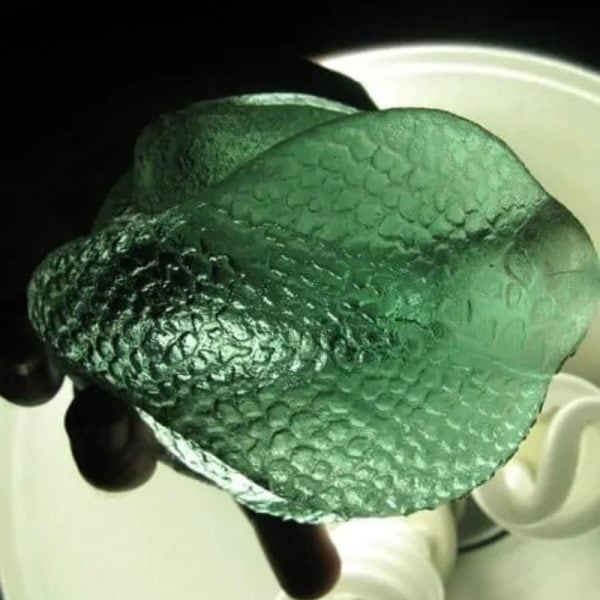 Snake Fossil - SF 83 (Crystal)