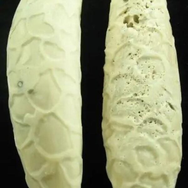 White Cobra Pearls - Type C2 (Female) - Image 3