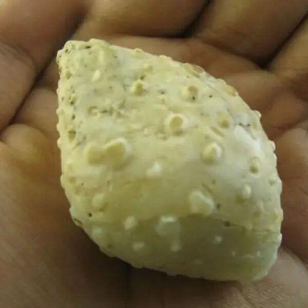 White Cobra Pearl - Type F3 close up