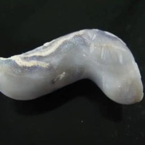 Baby Snake Fossil - Type A4