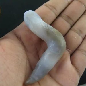 Baby Snake Fossil - Type A3