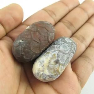 Red Jalak Snake Pearls - Type B2 (Female)
