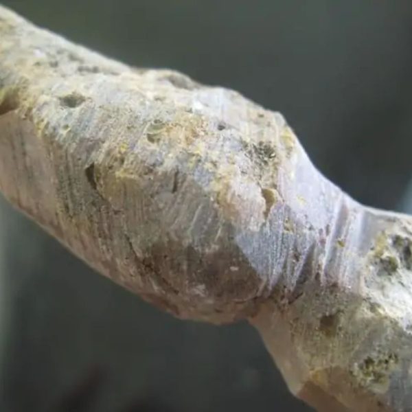 Ground Snake Fossil - Type A4 - Image 3