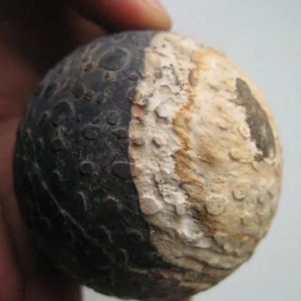 Black Naga Puspa Wood Pearl - Type A2 - Image 3