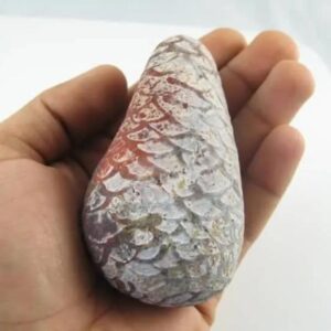 Red Cobra Pearl - Type D3 (Female) Large in hand