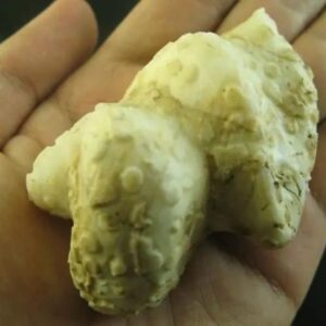 White Cobra Crown – Type D2 in hand