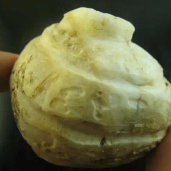 White Cobra Crown - Type D3 - Image 3
