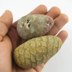 Sanca Tanah Snake Pearls - Type A2