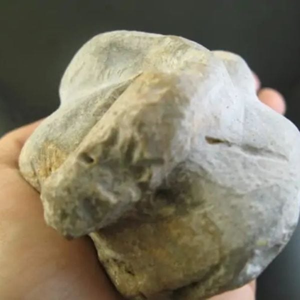 Volcanic Snake Fossils - Type A1 - Image 3