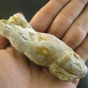 Ground Snake Fossil - Type A3