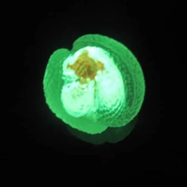 Crystal Snake Fossil - CS 12 - Glow in the Dark