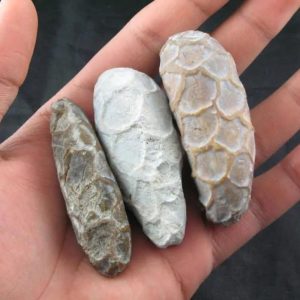 Python Pearl – Type D in hand