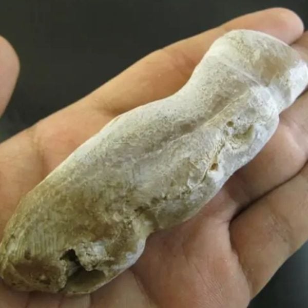 Ground Snake Fossil - Type A3 - Image 2