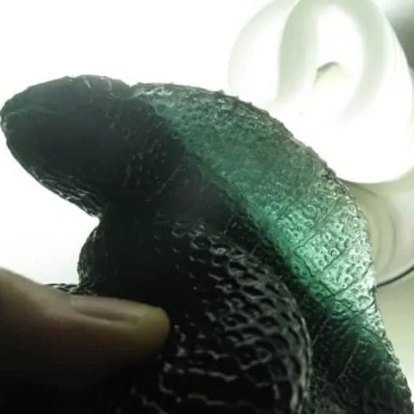 Snake Fossil - SF 52 (Crystal) - Image 2
