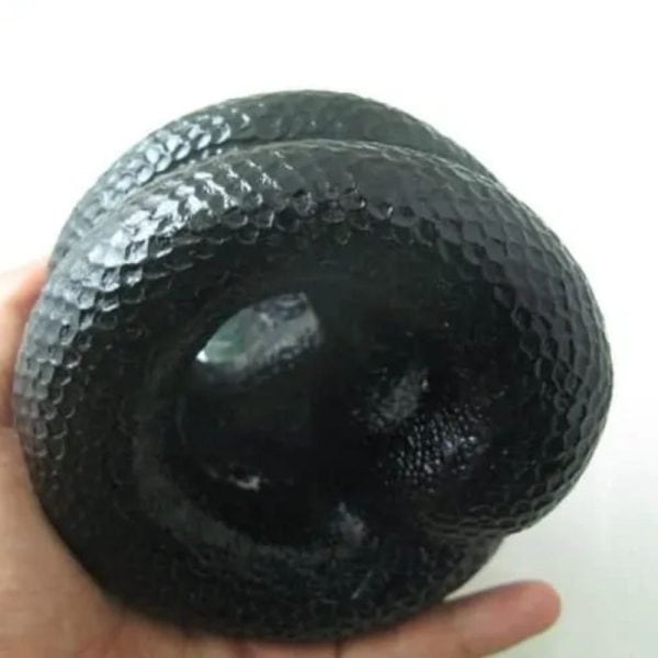 Snake Fossil - SF 53 (Crystal)