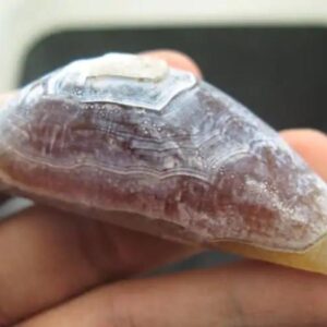 Cobra Snake Bile Pearl - Type A1