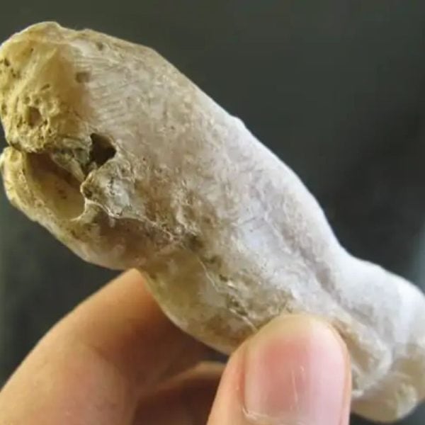 Ground Snake Fossil - Type A3